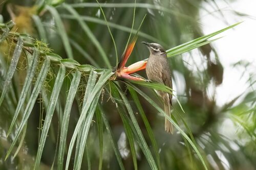 Eungella Honeyeater (Bolemoreus hindwoodi), photo 6