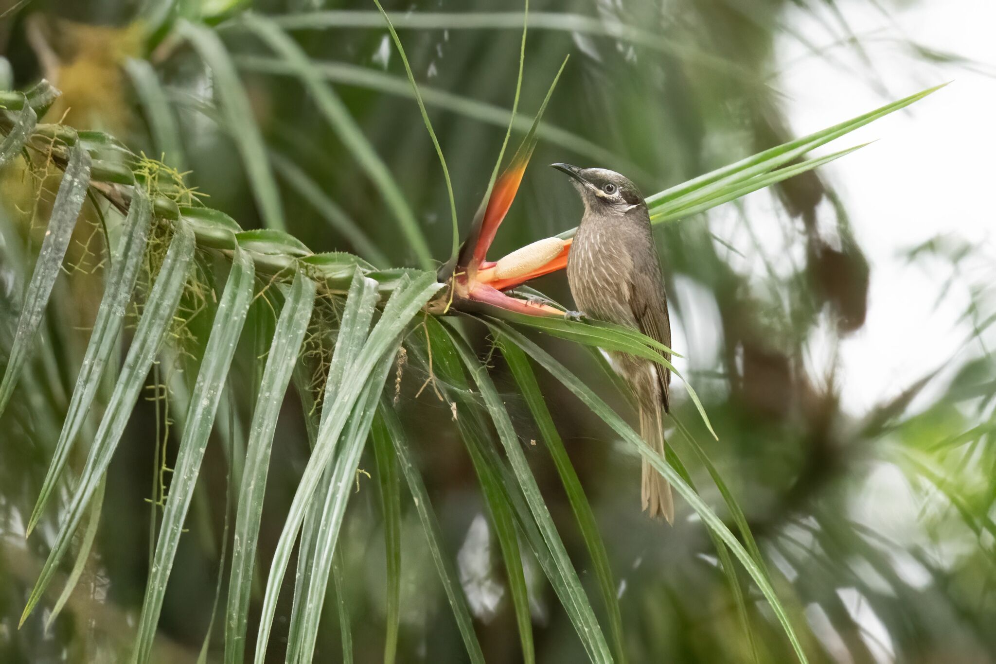 Eungella Honeyeater (Bolemoreus hindwoodi), photo 3