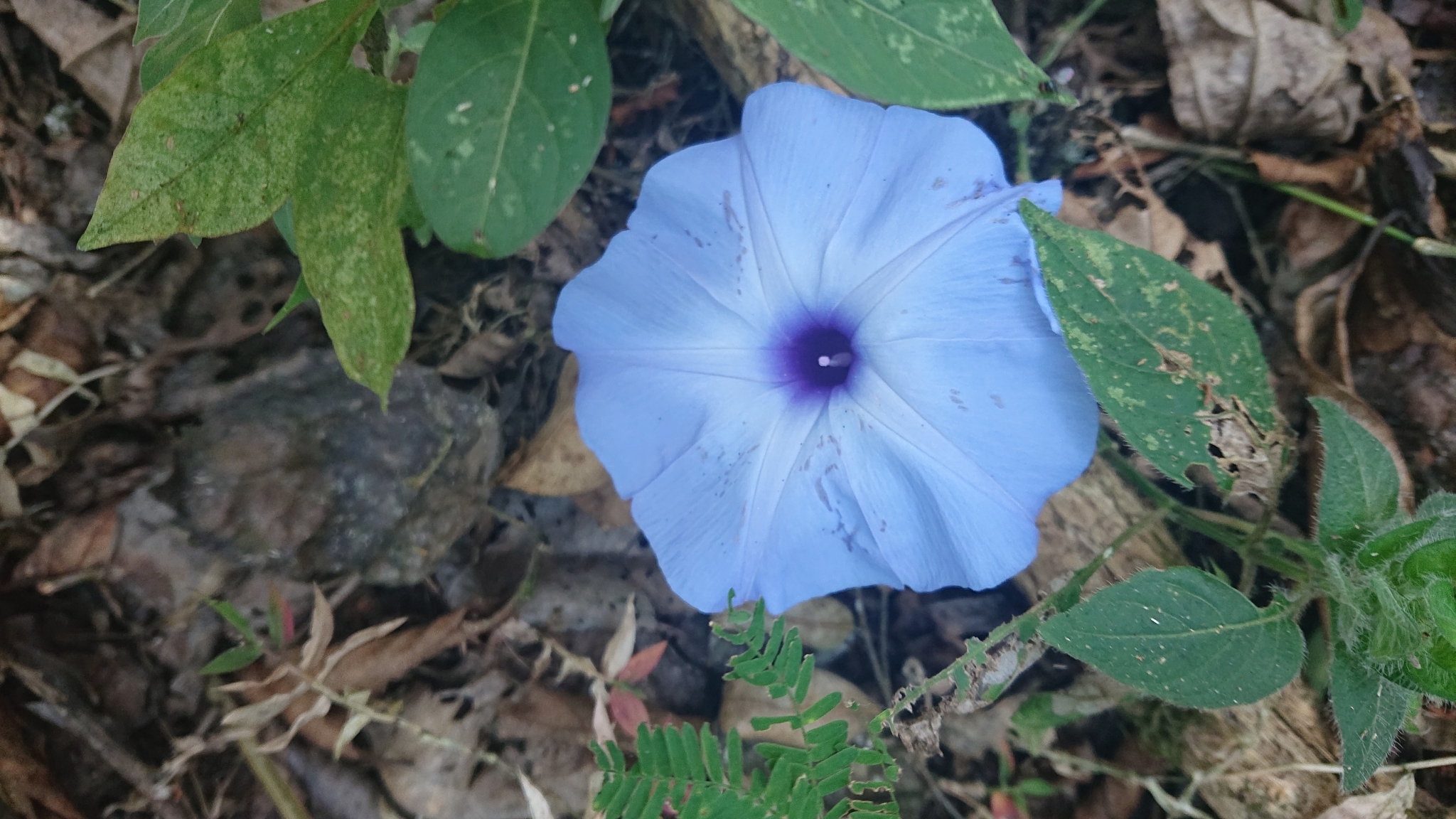 Ipomoea regnellii image