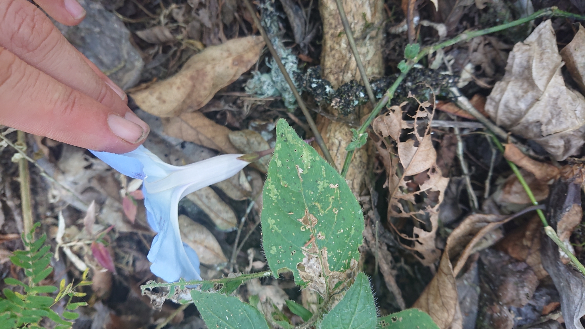 Ipomoea regnellii image