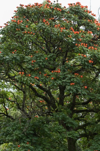 Spathodea campanulata image