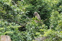 Papio ursinus griseipes