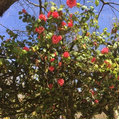 Camellia