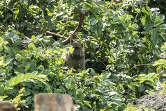 Papio ursinus griseipes