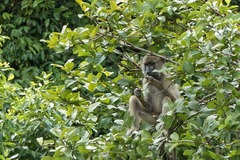 Papio ursinus griseipes