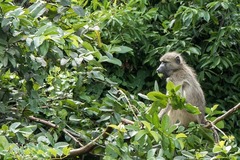 Papio ursinus griseipes