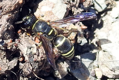 Euodynerus leucomelas