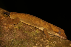 Correlophus sarasinorum