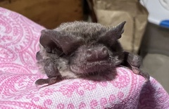 Southern Free-Tailed Bat photo 5