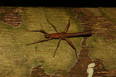 Canachus alligator