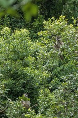 Papio ursinus griseipes