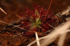 Drosera neocaledonica