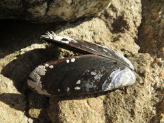 Choromytilus meridionalis