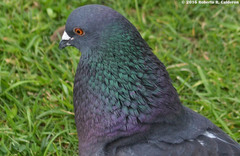 Columba livia domestica