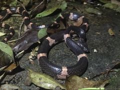 Lycodon futsingensis