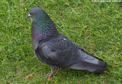 Columba livia domestica