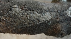 Splanchnonema platani