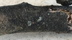 Splanchnonema platani