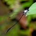 Jungle Threadtail - Photo (c) desertnaturalist, some rights reserved (CC BY), uploaded by desertnaturalist