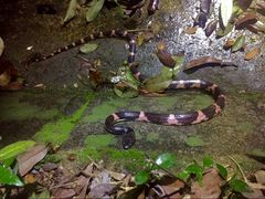 Lycodon futsingensis