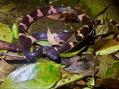 Lycodon futsingensis