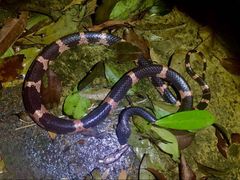 Lycodon futsingensis