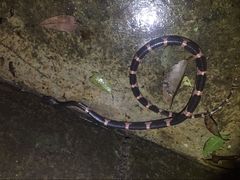 Lycodon futsingensis