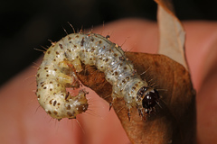 Scolecocampa liburna