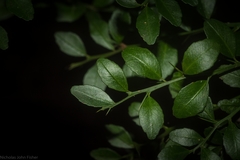 Citrus australasica