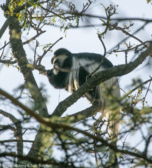 Colobus guereza matschiei