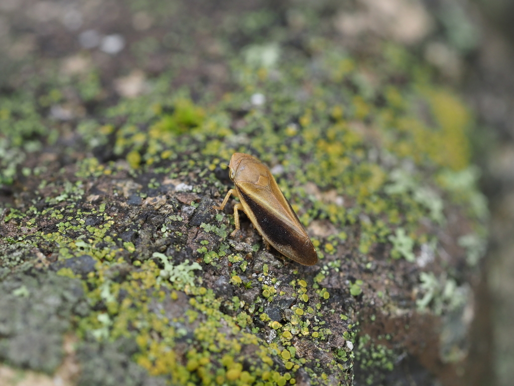 Aphilaenus