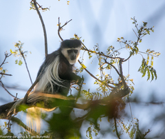 Colobus guereza matschiei