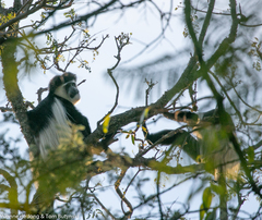 Colobus guereza matschiei