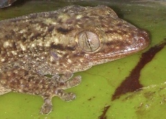 Ailuronyx seychellensis