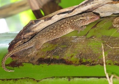 Ailuronyx seychellensis