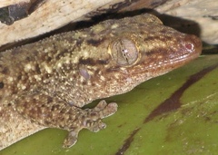 Ailuronyx seychellensis