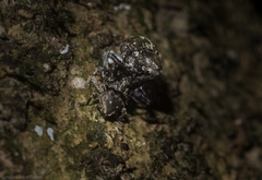 Eutyrhinus meditabundus