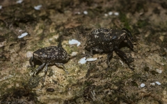 Eutyrhinus meditabundus