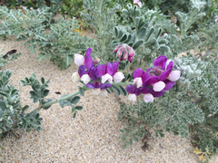 Lathyrus littoralis