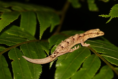 Bavayia sauvagii