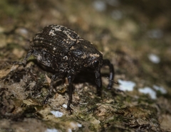 Eutyrhinus meditabundus