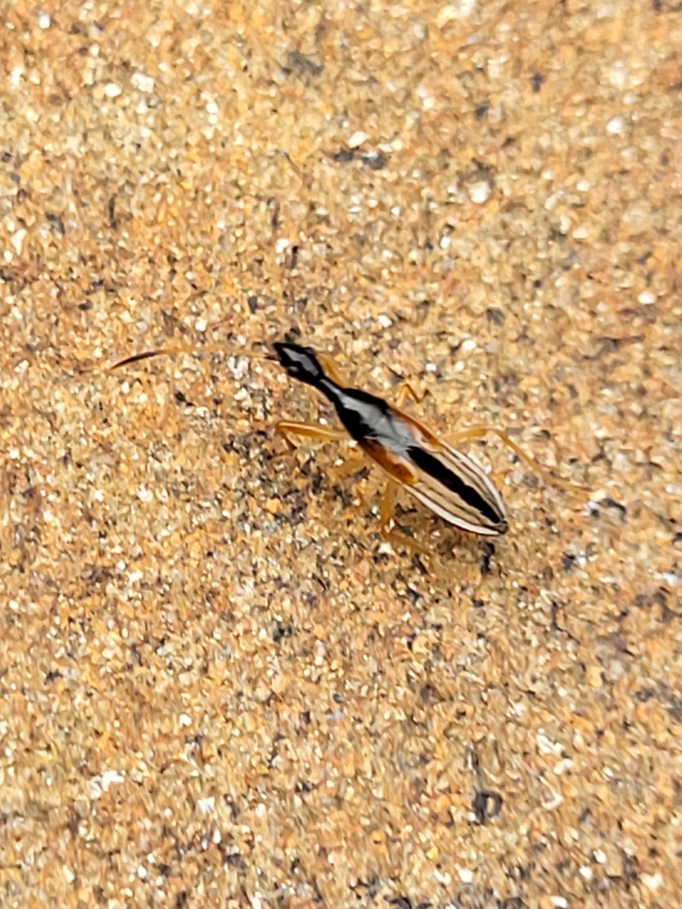 Texas Seed Insect Long-necked Seed Bug from Windsor Park, Austin, TX, USA on November 13 ...