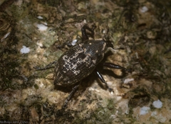 Eutyrhinus meditabundus