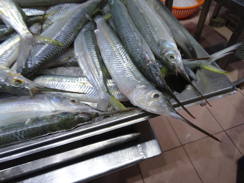 Barred halfbeak (Hemiramphus marginatus) — Hemiramphidae — 3