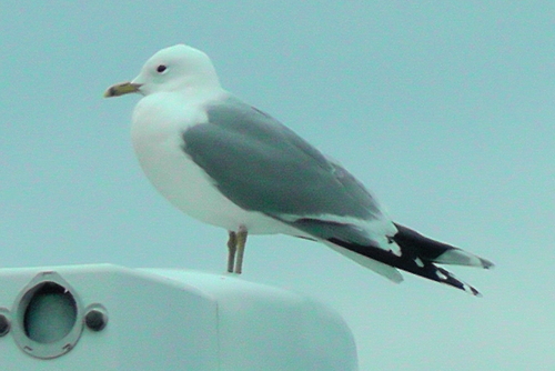 Larus canus