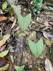Dioscorea japonica