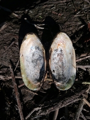 Unio elongatulus