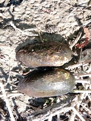 Unio elongatulus