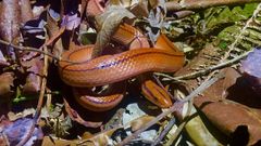 Oreocryptophis porphyraceus vaillanti