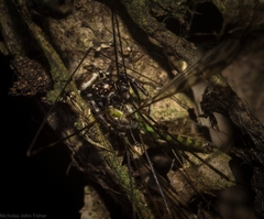 Paraphilaeus daemeli